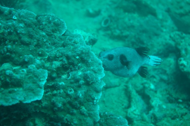 梅林潜水者－卡马拉潜水中心景点图片