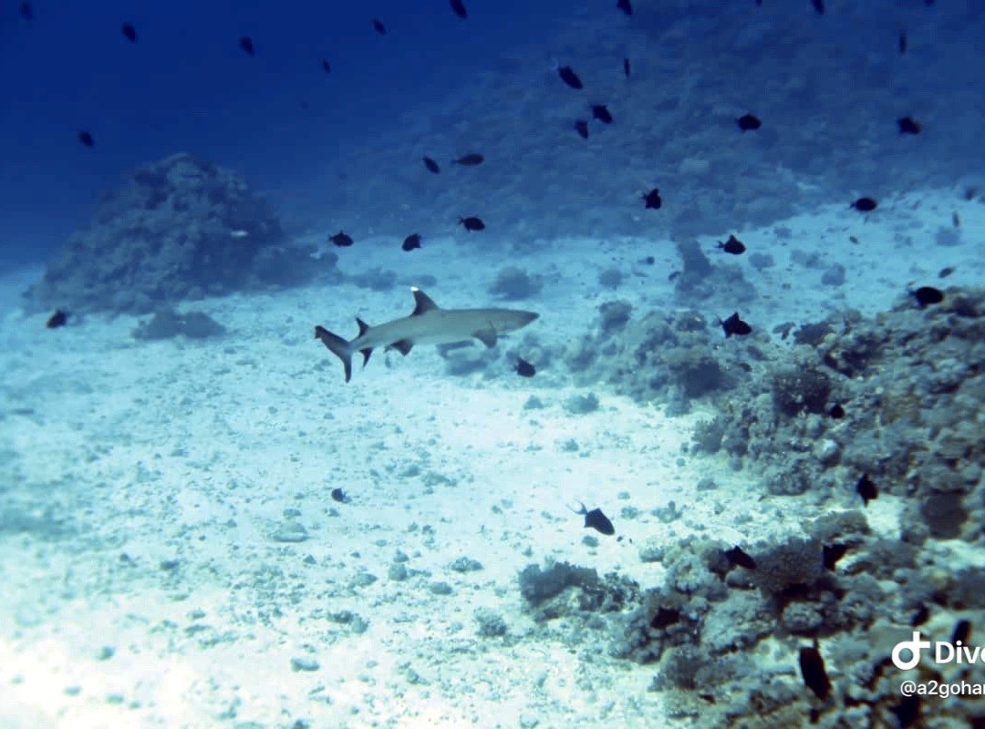 Dolphin Diver-Yanbu必去景点