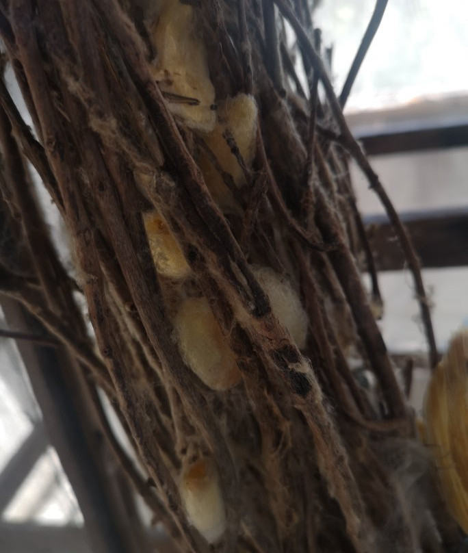 Cheung Kok Village-磅湛必去景点