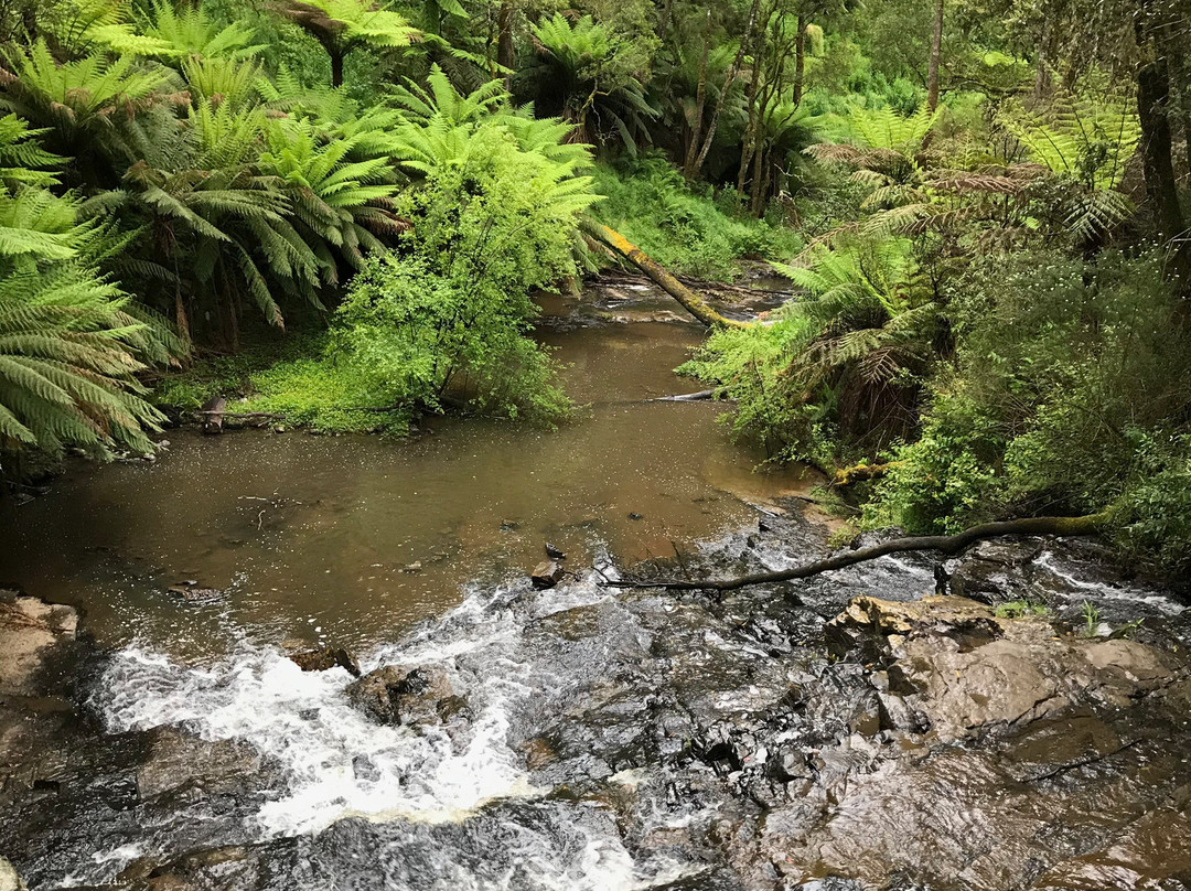 Turton Creek reserve-福斯特必去景点