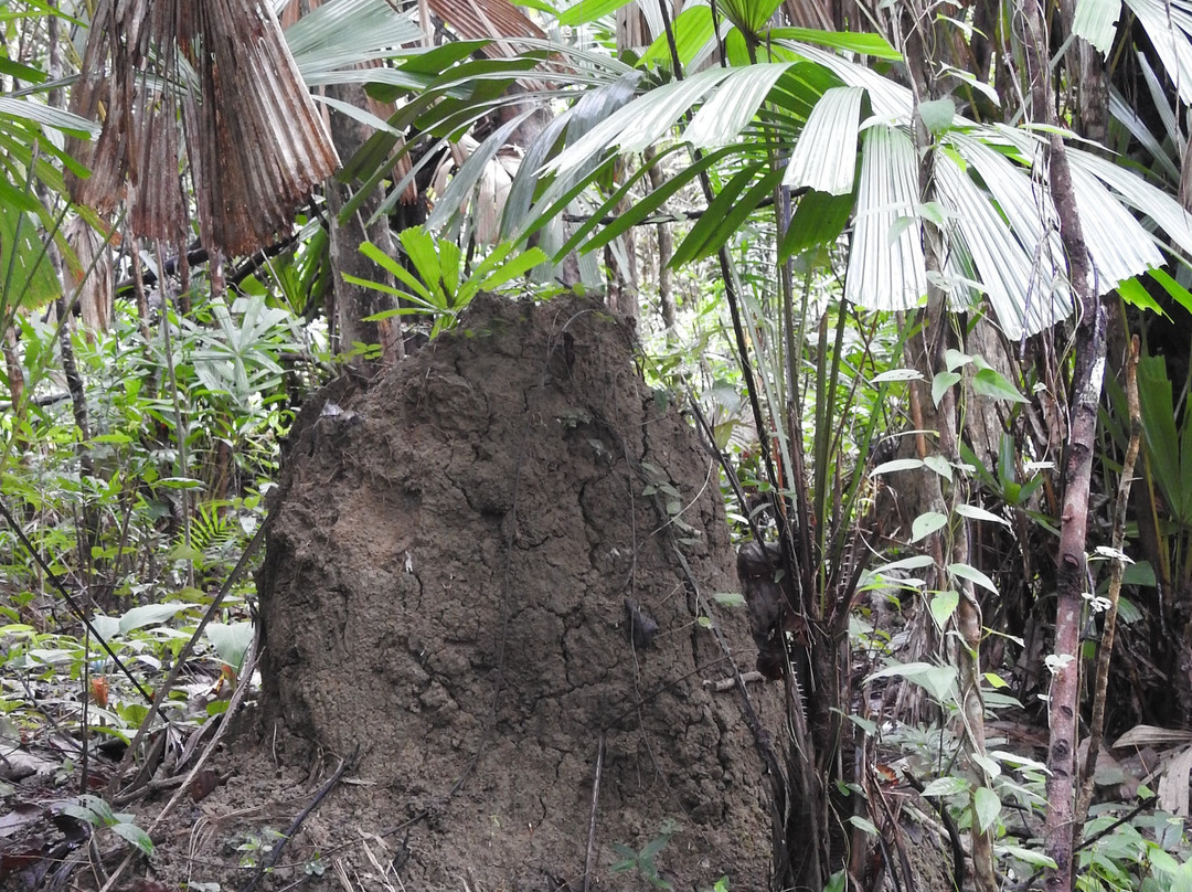 Mud Volcano-Baratang Island必去景点