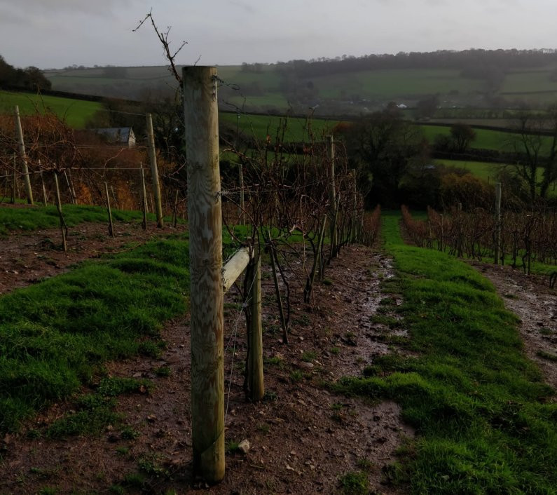 Castlewood Vineyard-Axminster必去景点