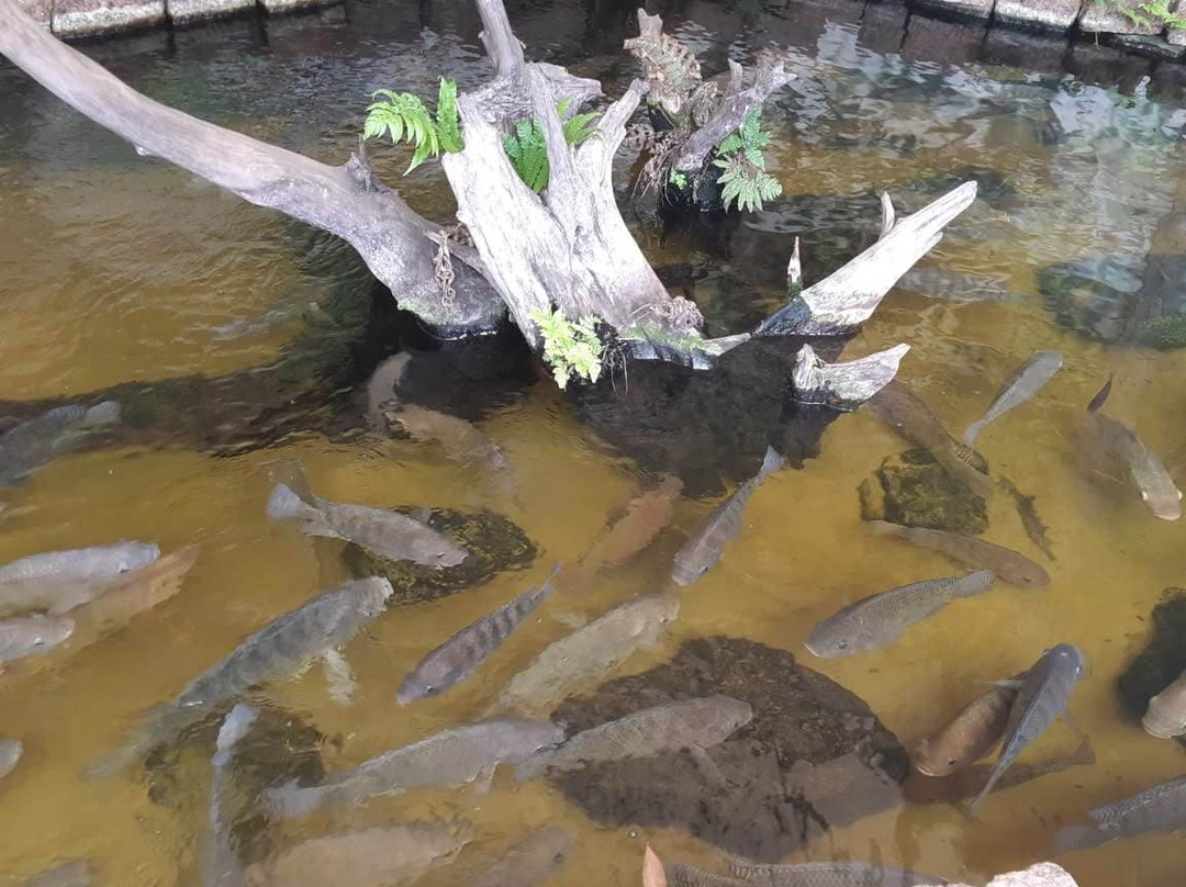 Museu da Agua-皮拉西卡巴必去景点