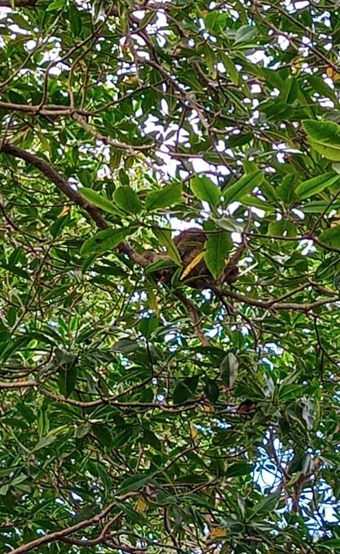 Panama al Natural景点图片