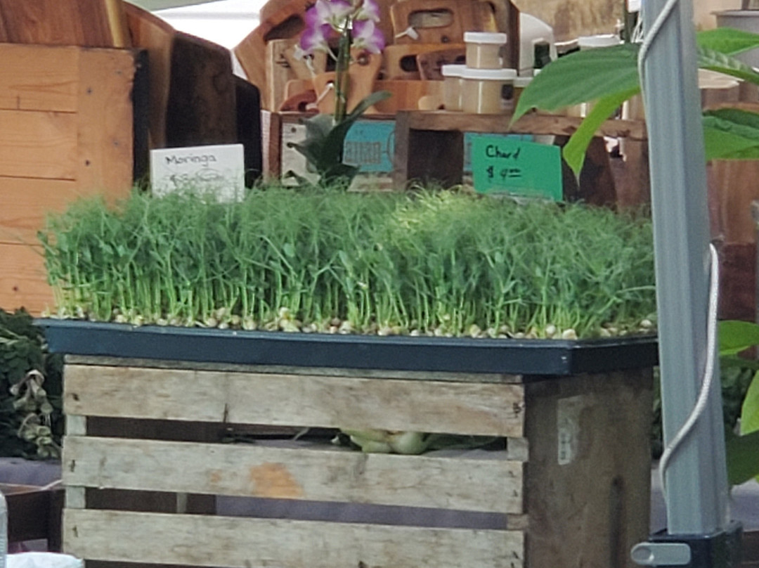 凯路亚农夫市场-科纳必去景点