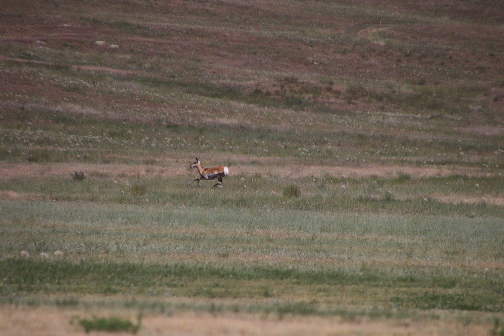 First Peoples Buffalo Jump State Park景点图片