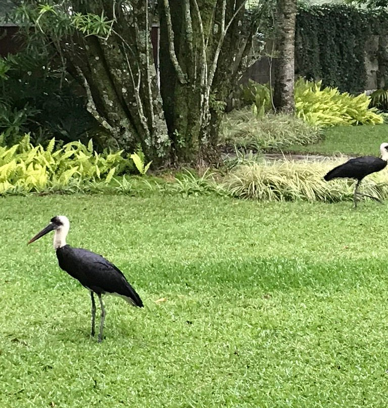 Birds of Paradise B&B主图