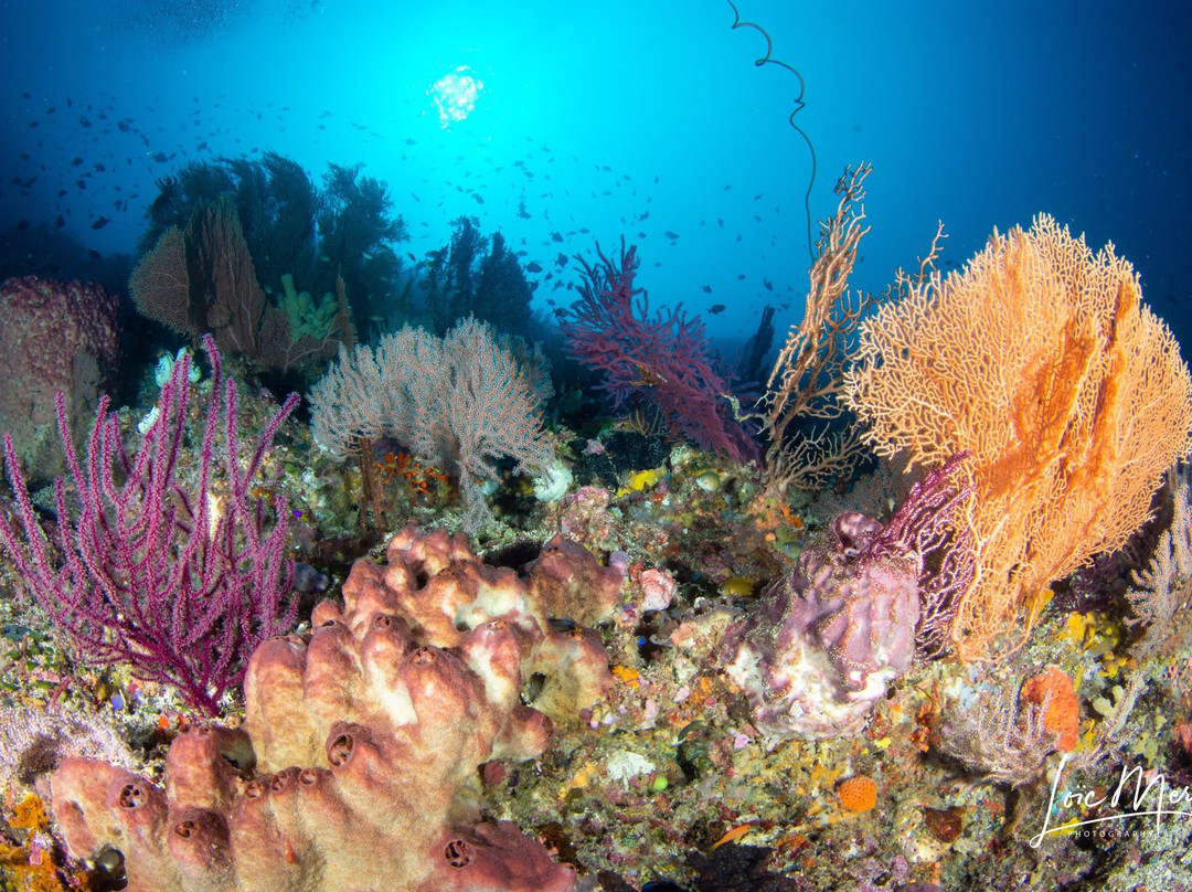 Sulawesi Dive Trek景点图片