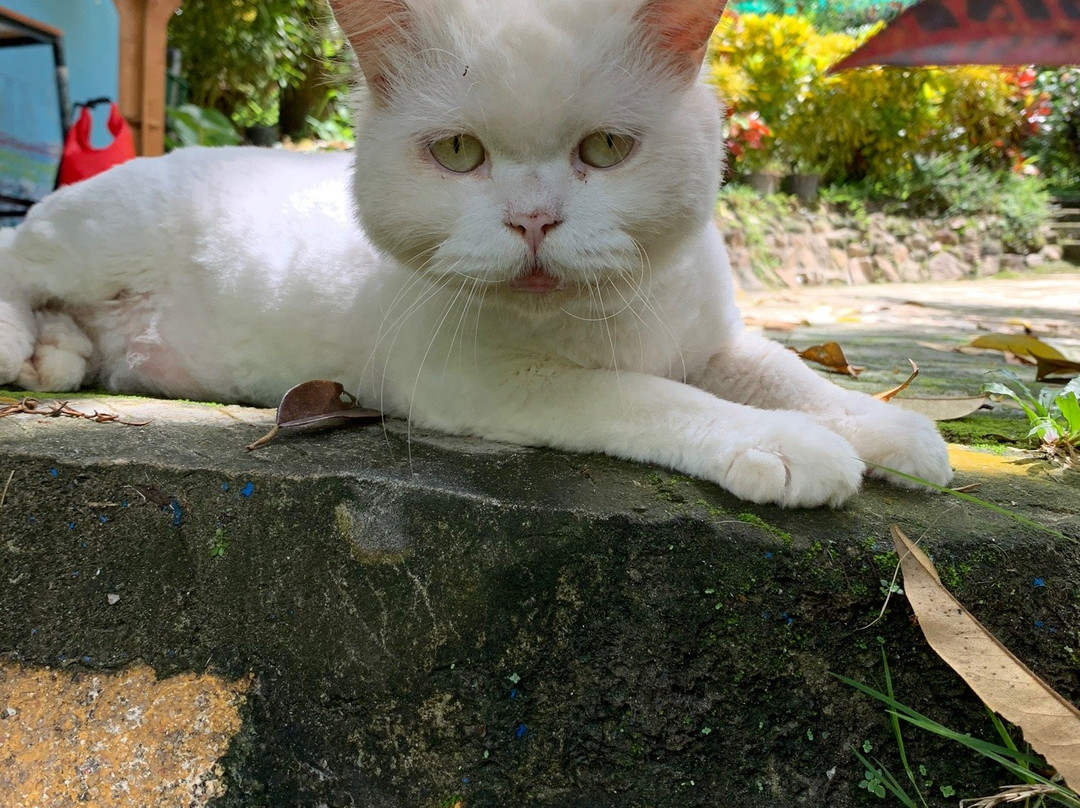 Purina Sheep Farm-帕岸岛必去景点