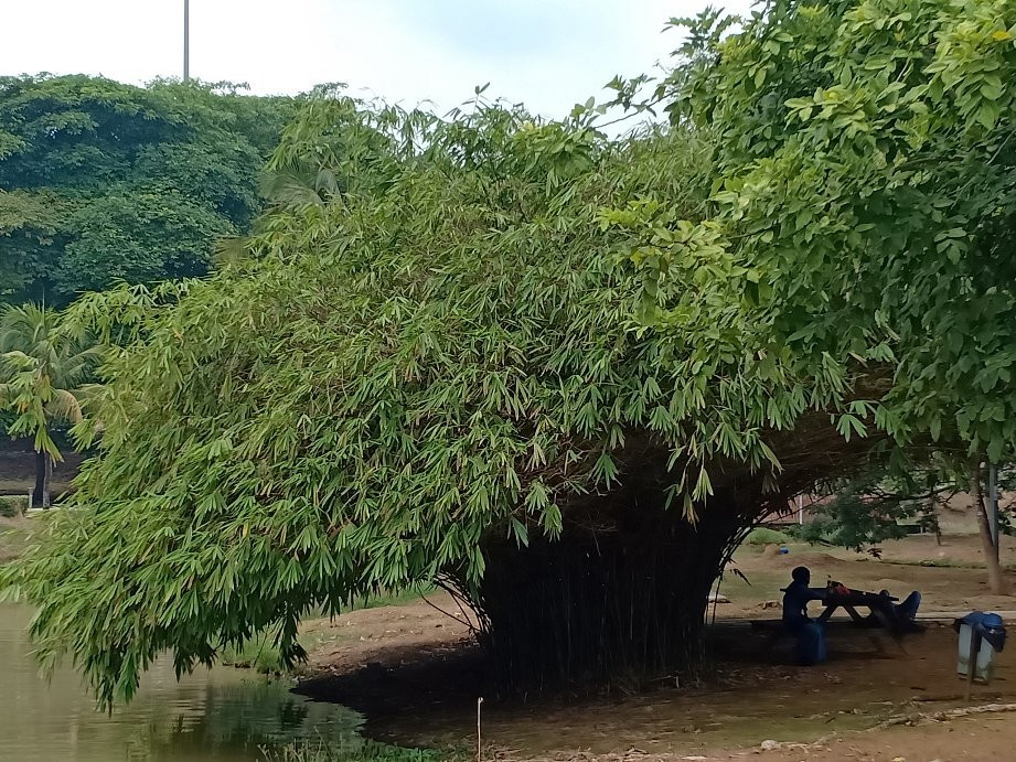 Jempol Lake Garden-Bahau必去景点