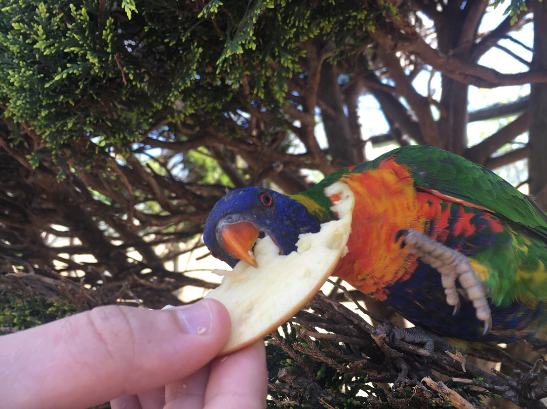 Canberra Walk in Aviary景点图片