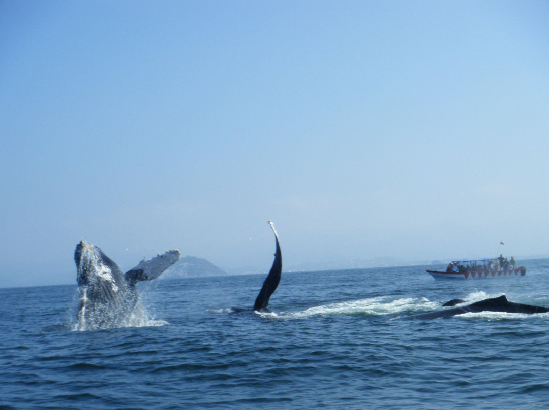 Nayarit Adventures景点图片