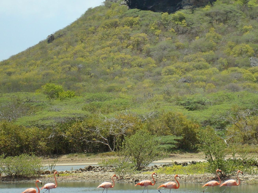 Flamingo Sanctuary Sint Willibrordus景点图片