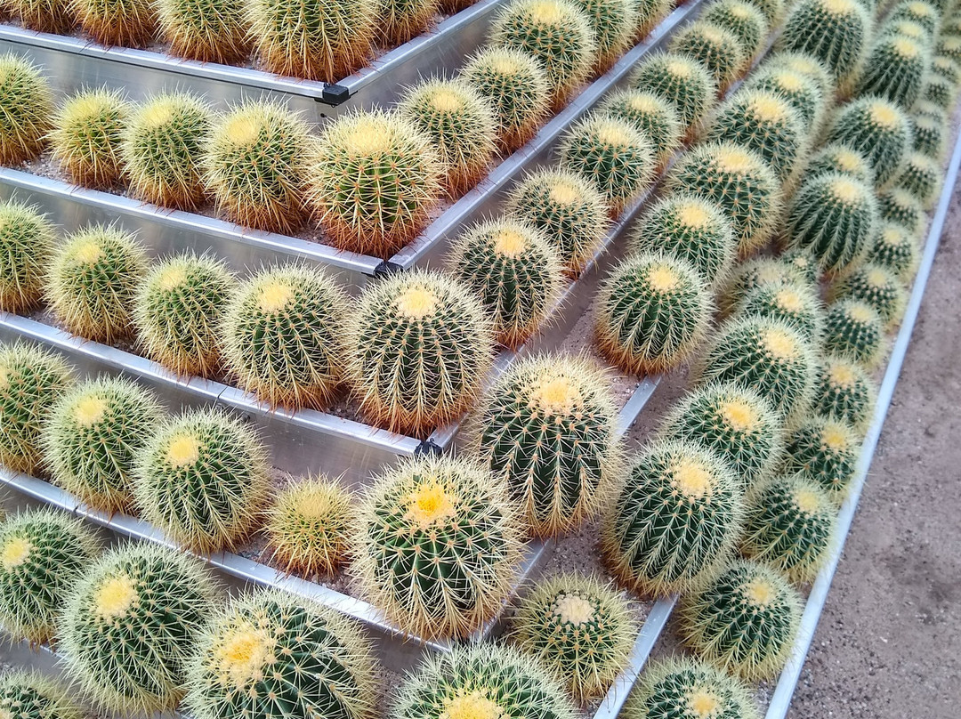 Experience Park Cactus Oasis景点图片