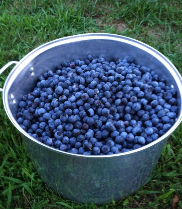 Holcomb's Blueberries景点图片