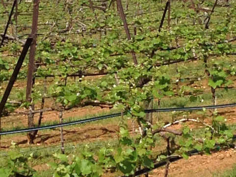 Drive for You Winery Tours-Blairsville必去景点