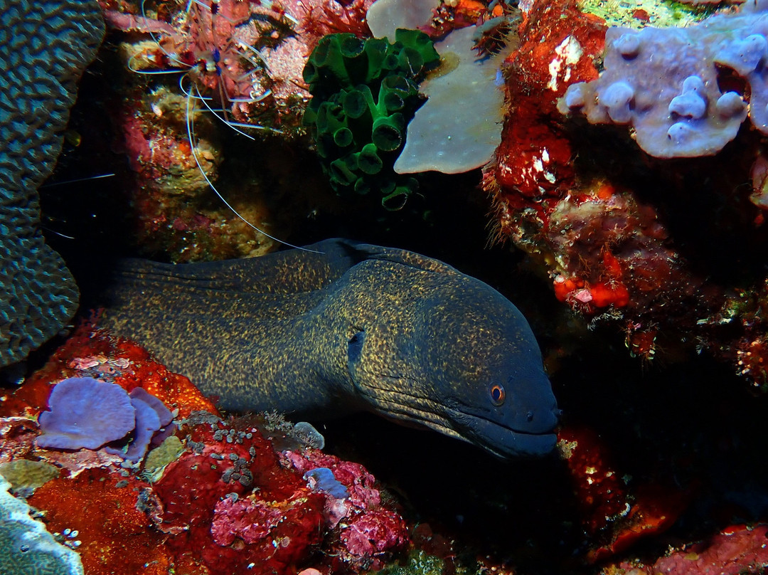 Dive Alor Dive景点图片
