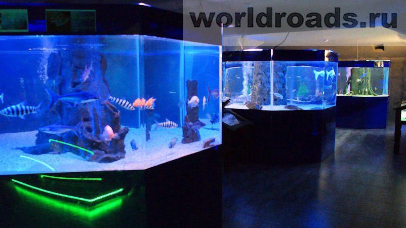 Oceanarium-Arkhipo-Osipovka必去景点