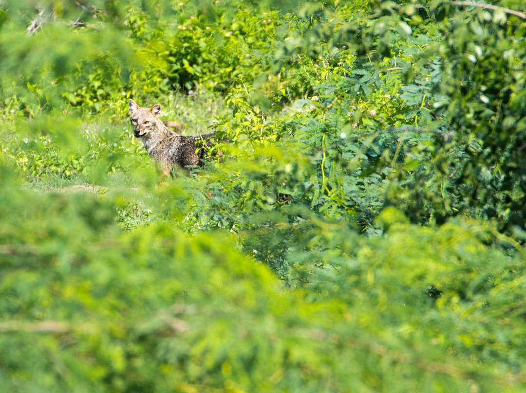 Lagoon Inn & Restaurant主图