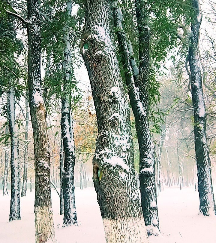 Ostrovsky Park景点图片