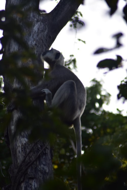 Bardia Jungle Safari-巴迪亚国家公园必去景点