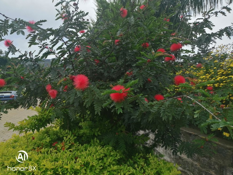 Botanical Garden景点图片