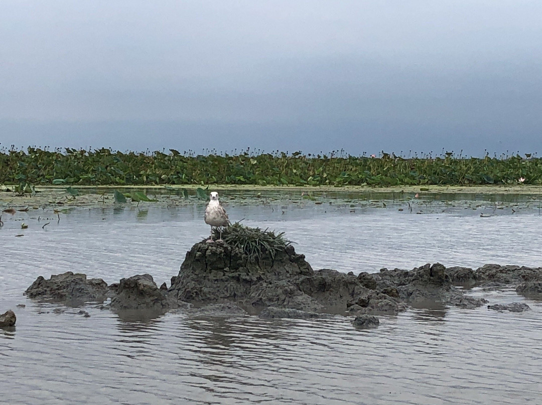 Anzali Lagoon景点图片