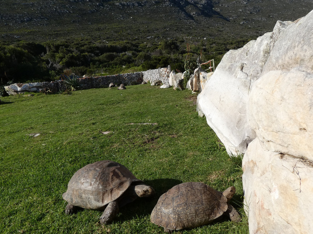 Cape Point Ostrich Farm-开普敦中心区必去景点