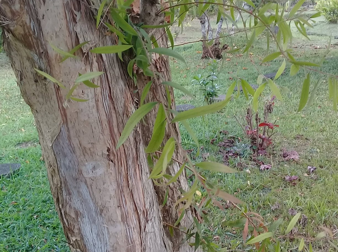 Banyuwangi Ecotourism-巴纽旺宣必去景点