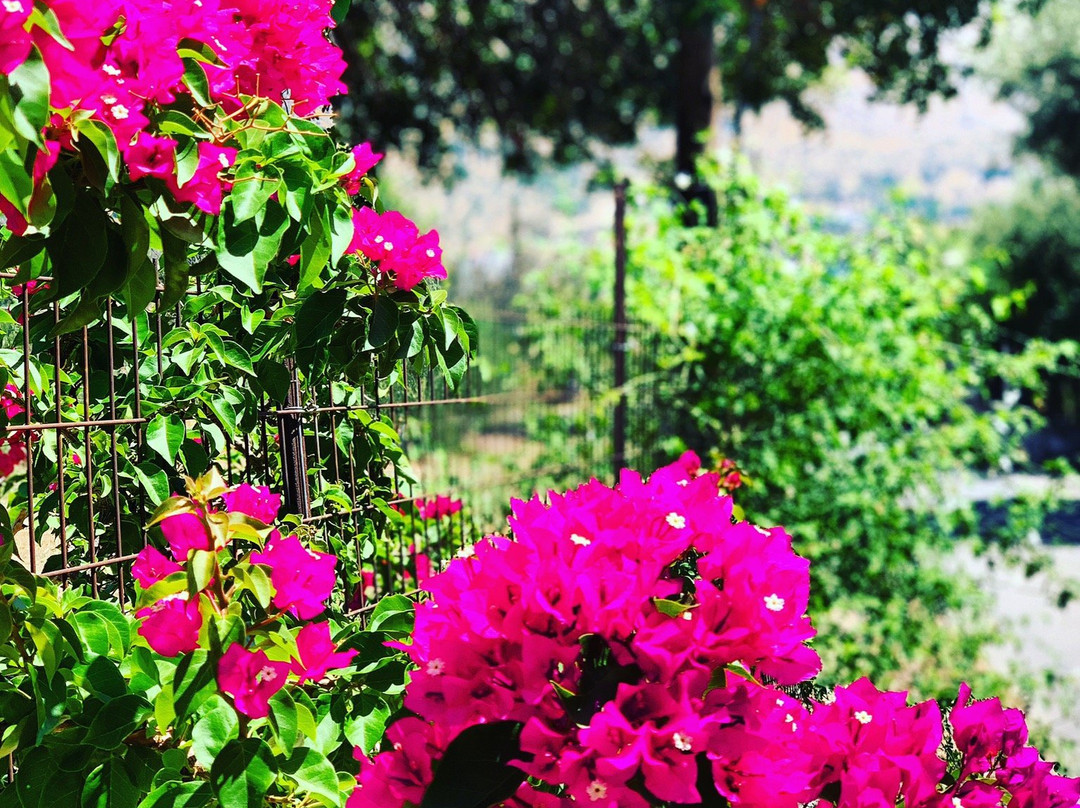 Kotronas旅游攻略图片