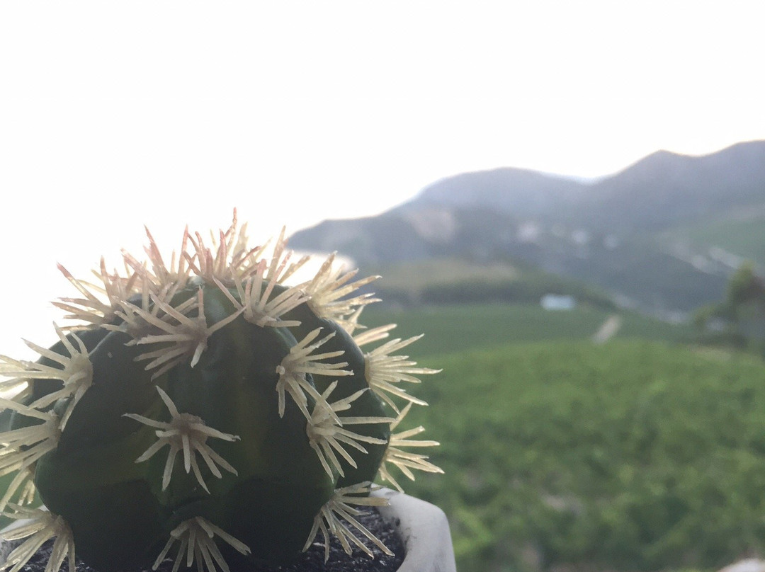 Terra Madre Winery景点图片