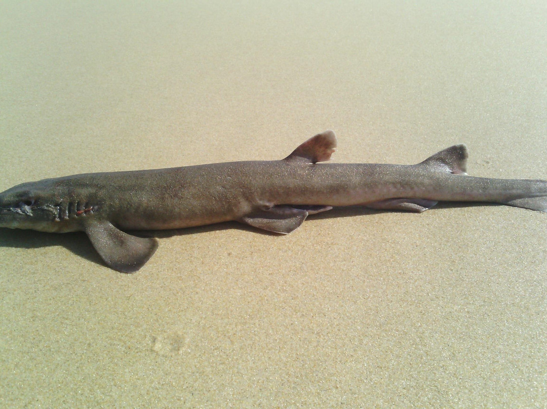 Guided Marine Tours - Port Elizabeth, South Africa-伊丽莎白港必去景点