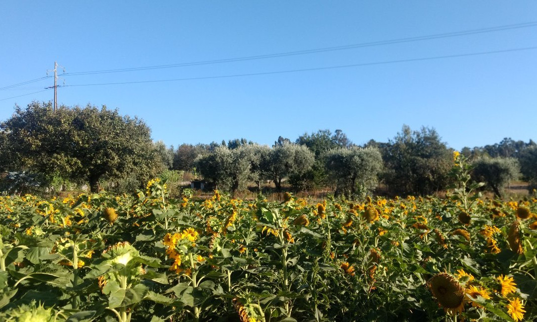 Quinta d'Arroteia主图