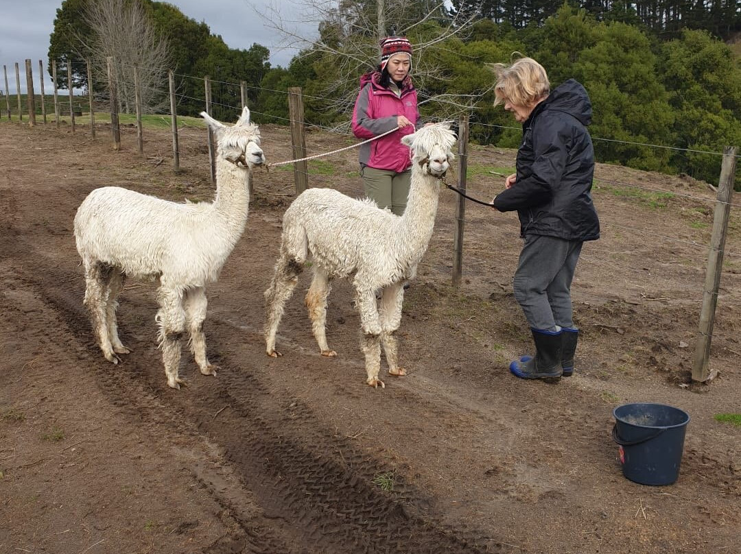 Surico Alpaca景点图片