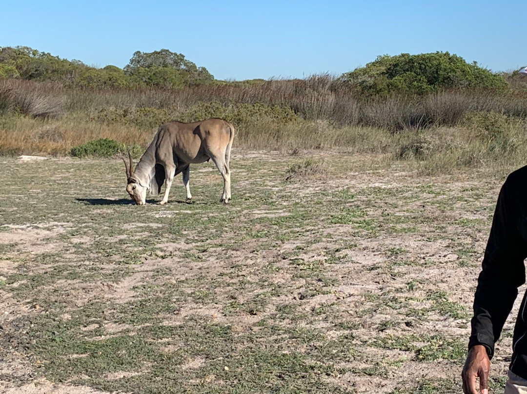 Koeberg Private Nature Reserve-Green Point必去景点