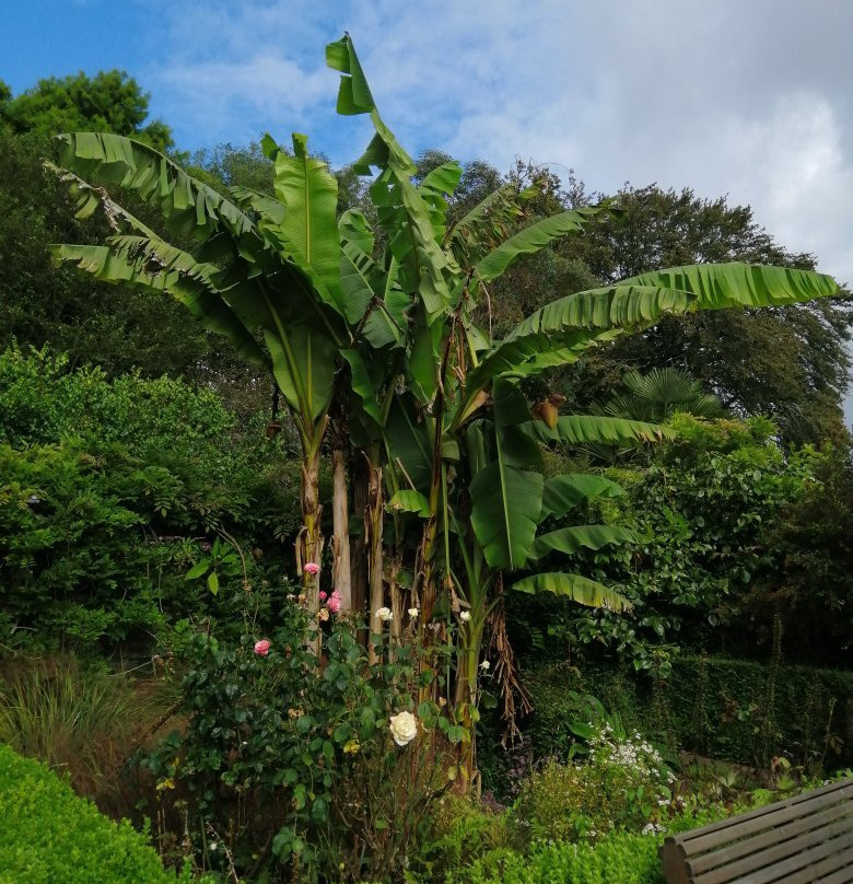 Kilmokea Gardens-Campile必去景点