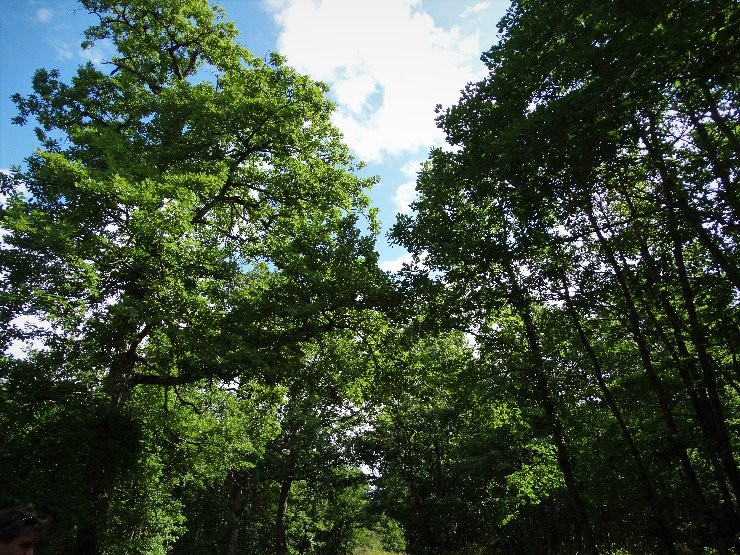 Foret Domaniale de Gresigne景点图片