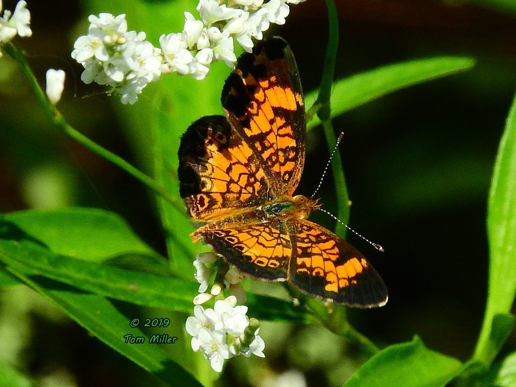 Tensas River National Wildlife Refuge景点图片