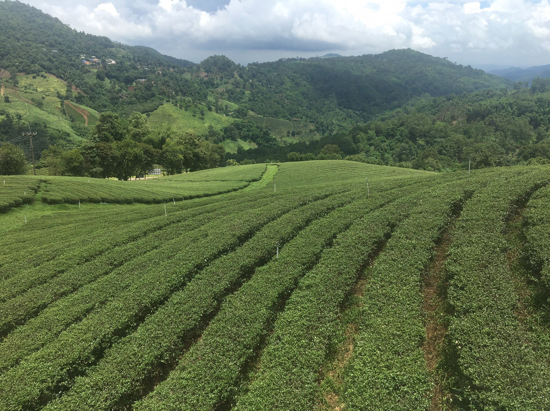 101 Tea Plantation景点图片