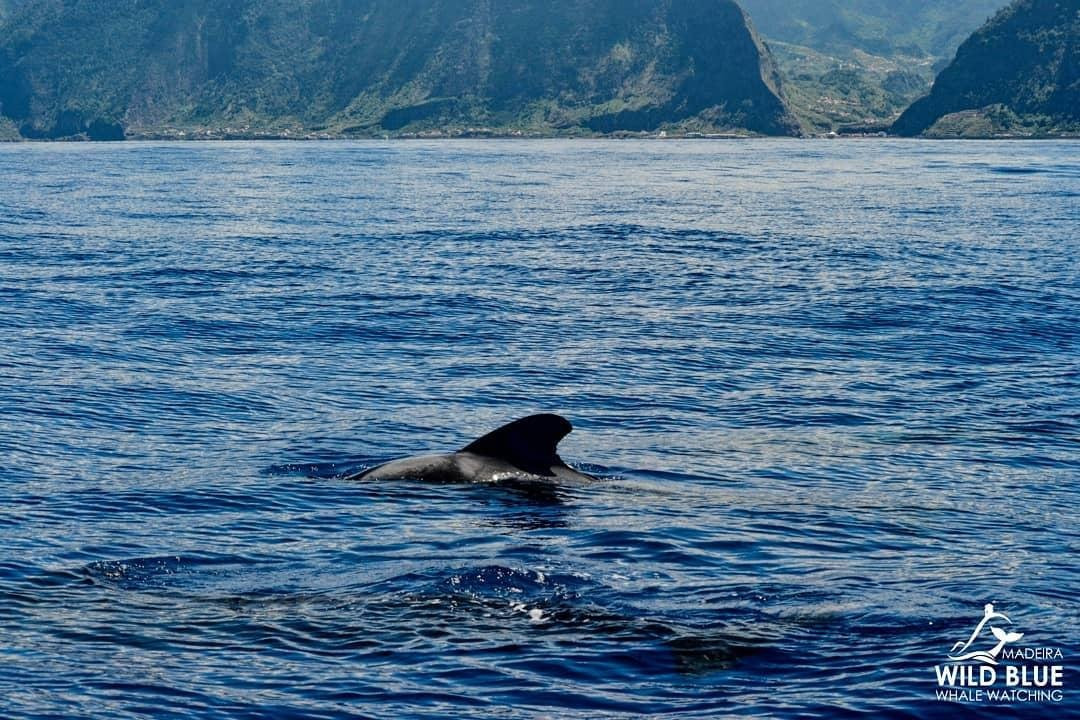 Madeira Wild Blue - Tours & W.W.-卡列塔必去景点