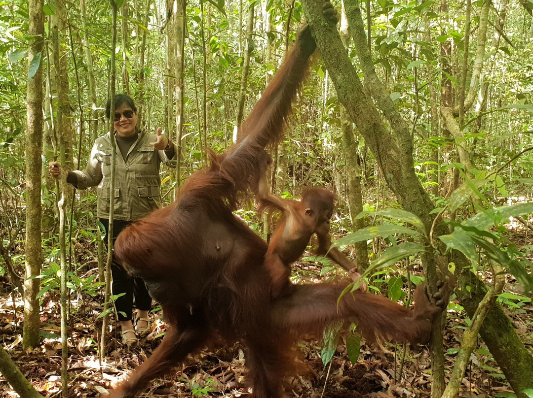 Orangutan tour - Varada Borneo景点图片