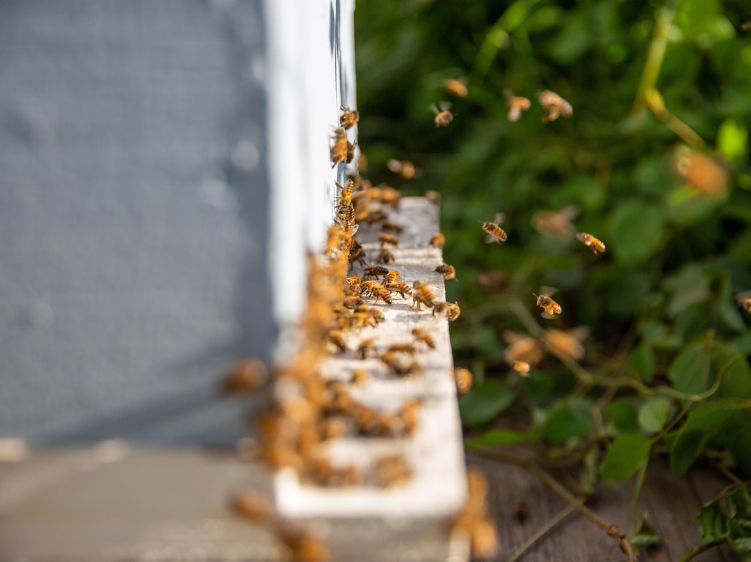 Maui Bees-库拉必去景点
