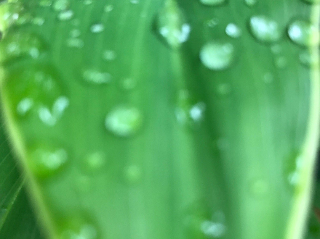 Kota Rainforest Resort主图