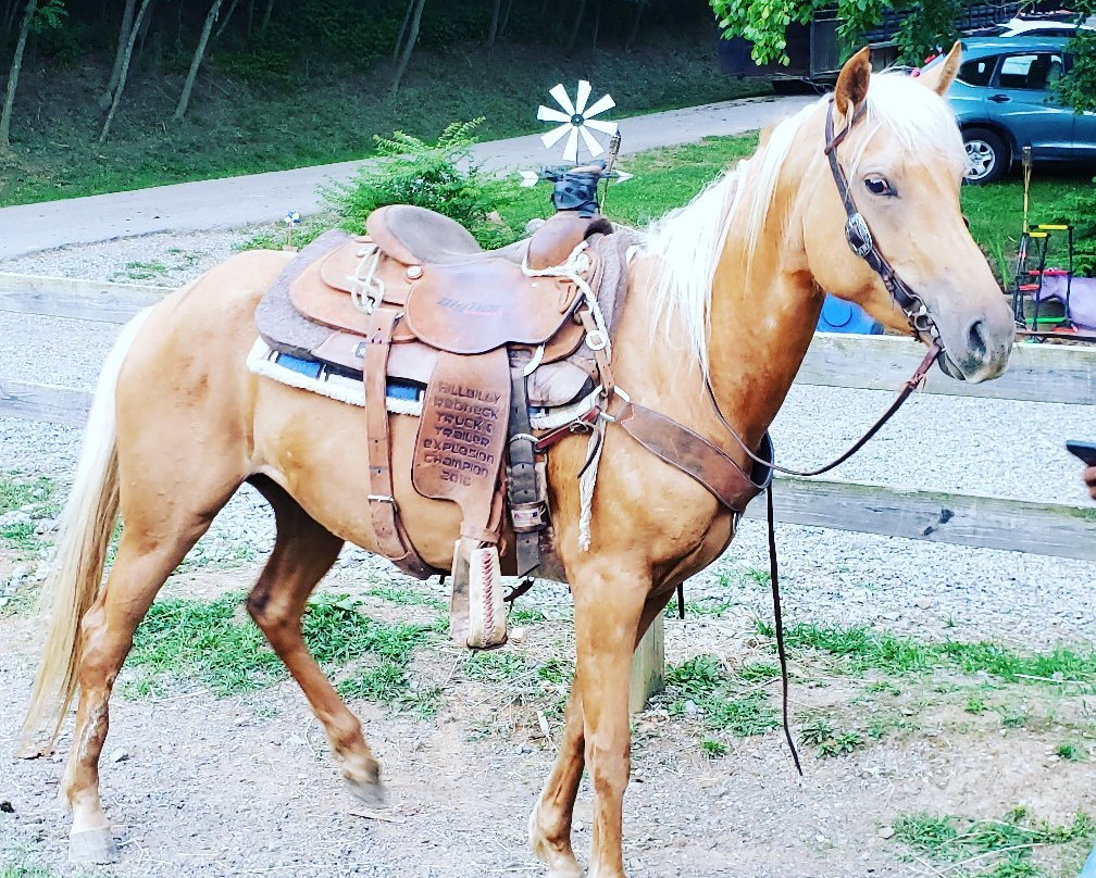 Warrior's Path Riding Stables-金斯波特必去景点