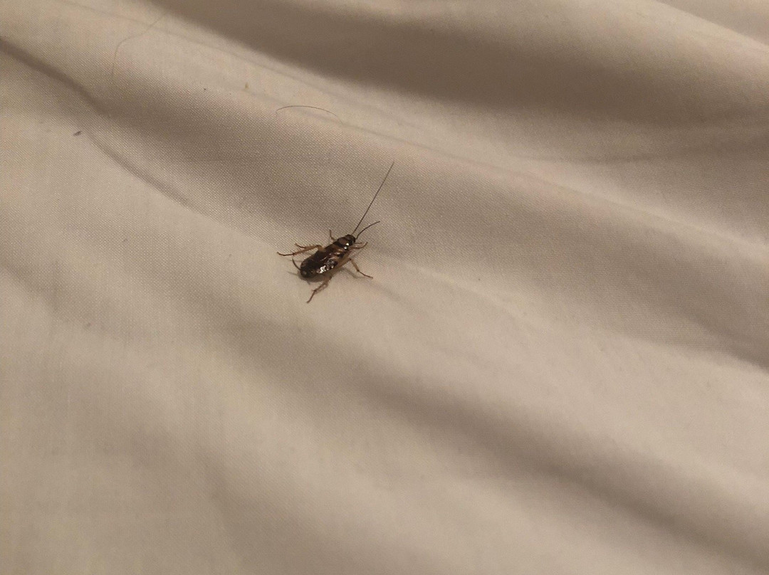 Amica GuestHouse主图