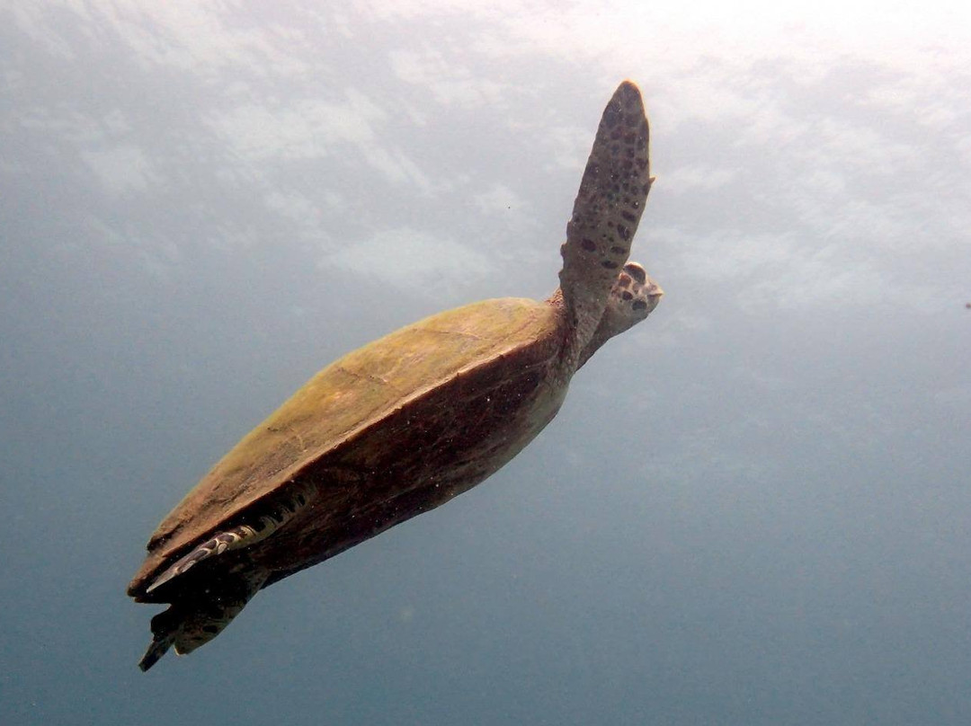 Scuba Birds International Dive Centre-波普特必去景点