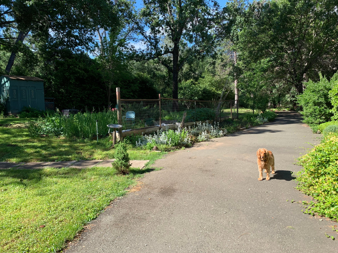Backyard Garden Oasis B&B主图