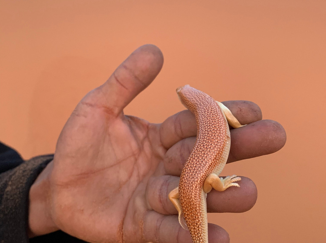 Wilderness Lodge Tours主图