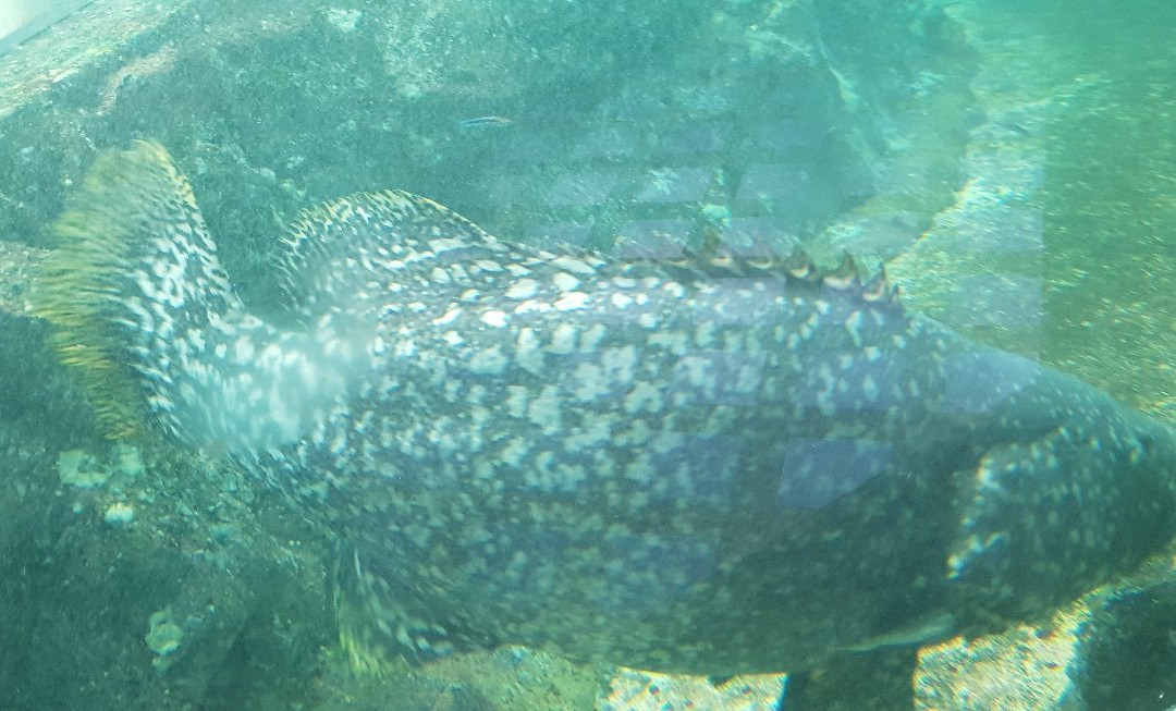 Kung Kraben Aquarium-科隆库必去景点