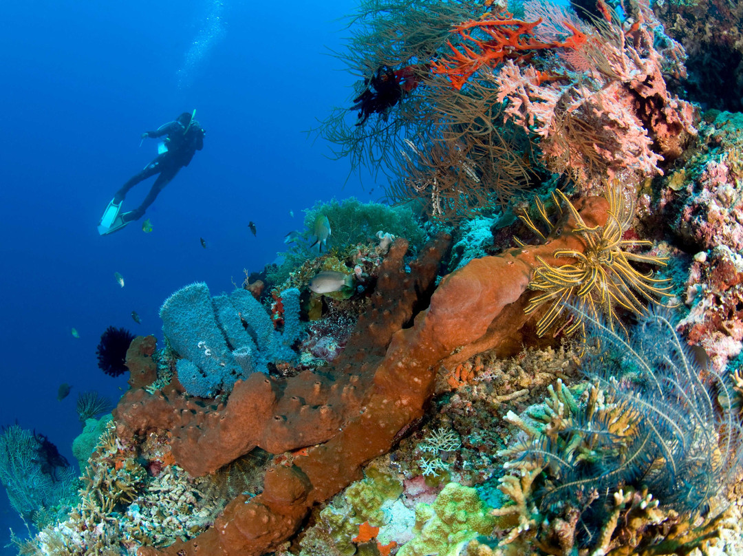 Bali Diving Academy Tulamben景点图片